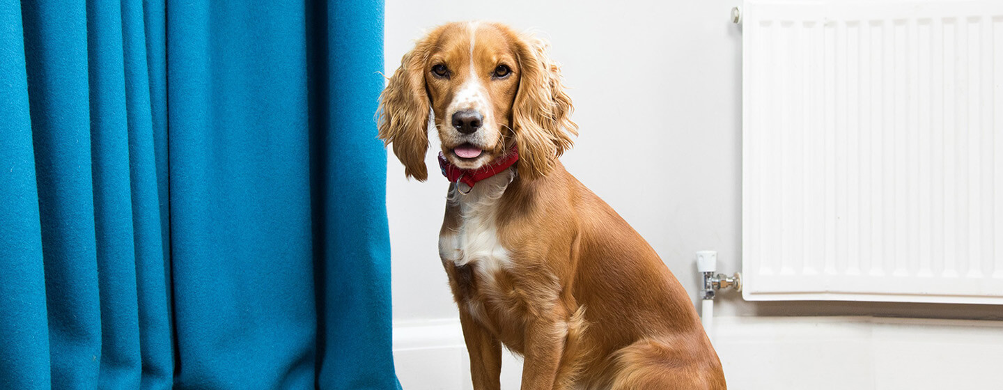 Marquage urinaire mon chien urine dans la maison Purina